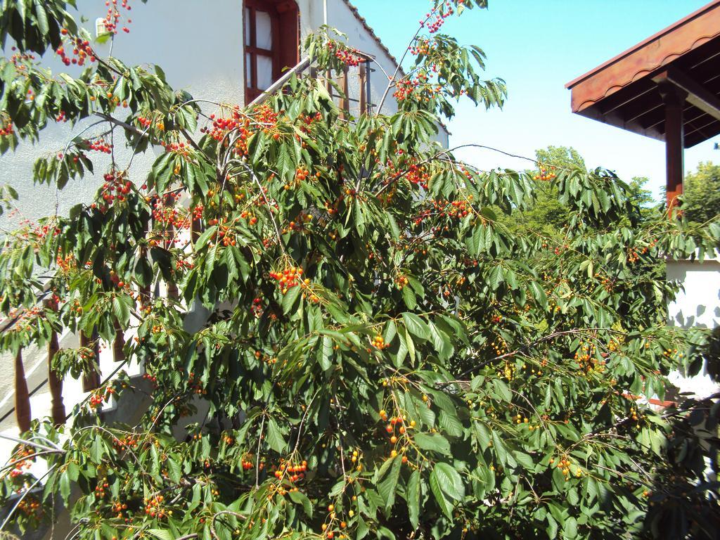 Amfora Guest House 비알라 외부 사진